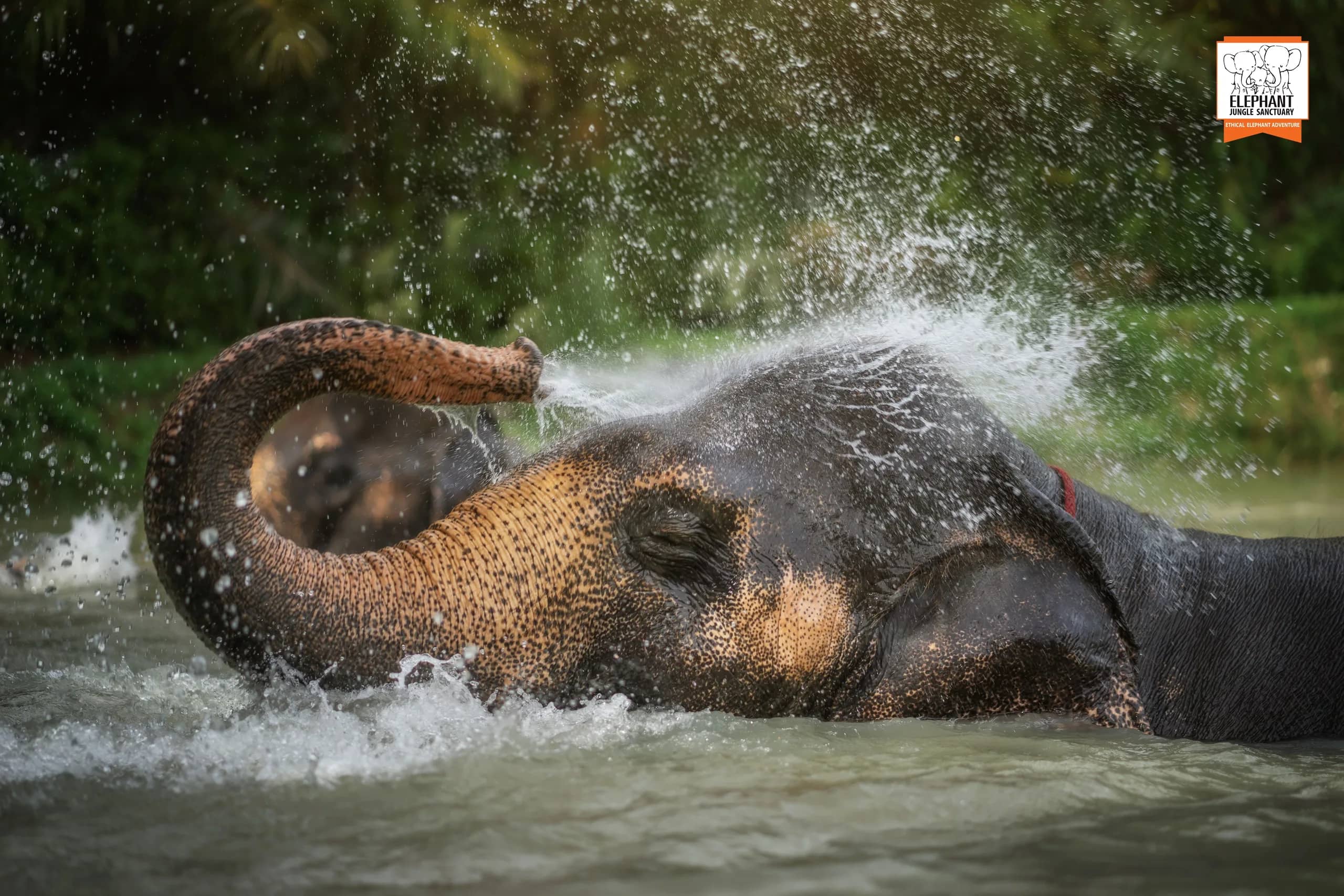 Feed Me Premium - Elephant Jungle Sanctuary Phuket