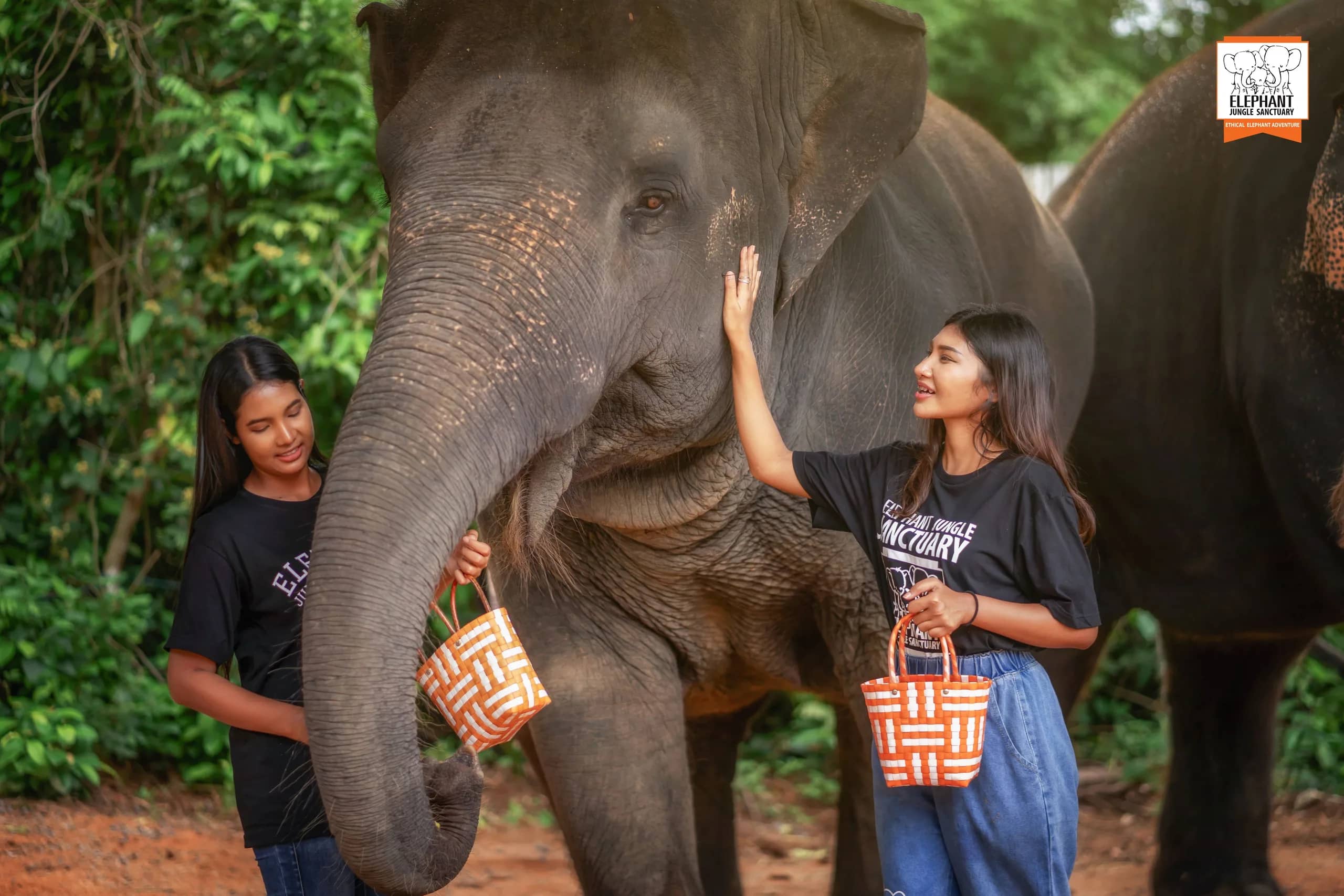 Feed Me Premium - Elephant Jungle Sanctuary Samui