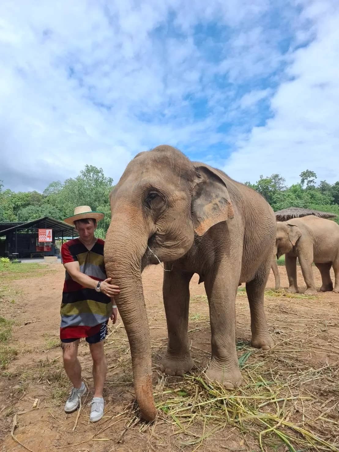 A visitor in a straw hat stands beside an elephant eating grass at a sanctuary