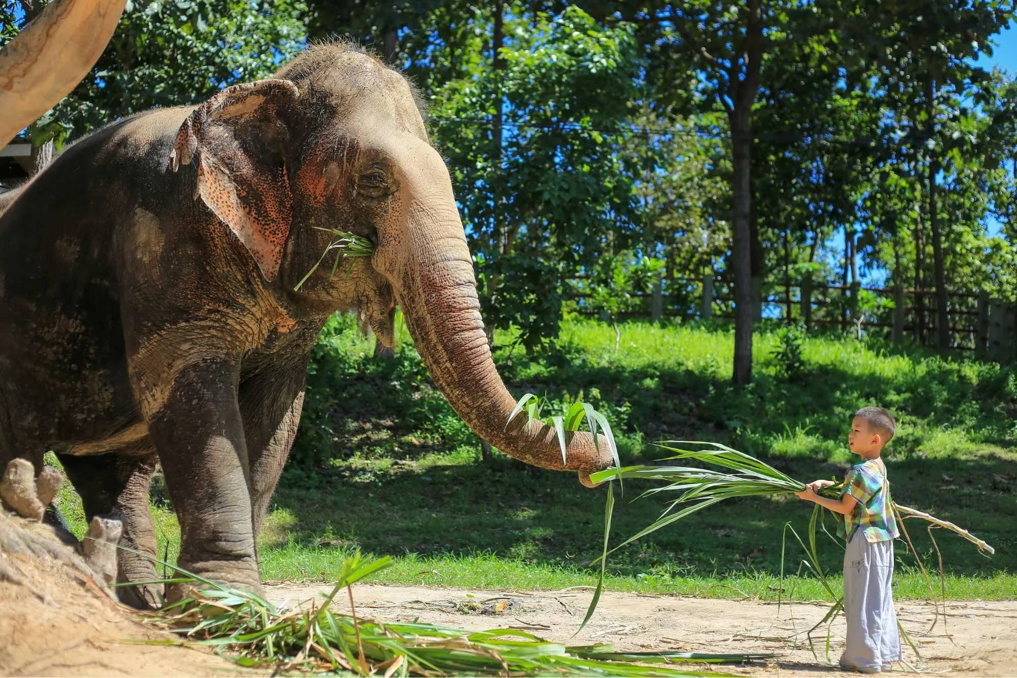 A young child holds out a bundle of grass to an elephant at the Mae Rim Elephant Sanctuary