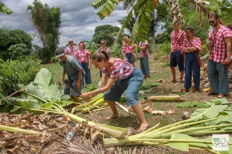 Guests in red checked shirts cut banana tree stems to prepare elephant food at Mae Rim