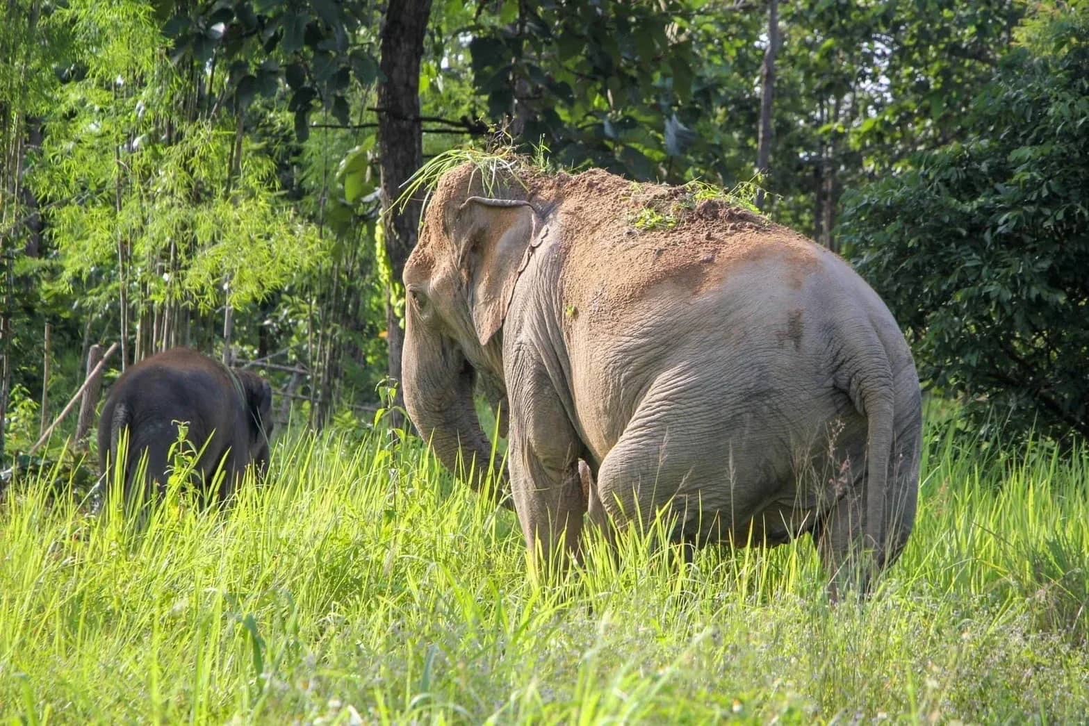 An elephant with grass on its back grazes in a green meadow with another elephant nearby