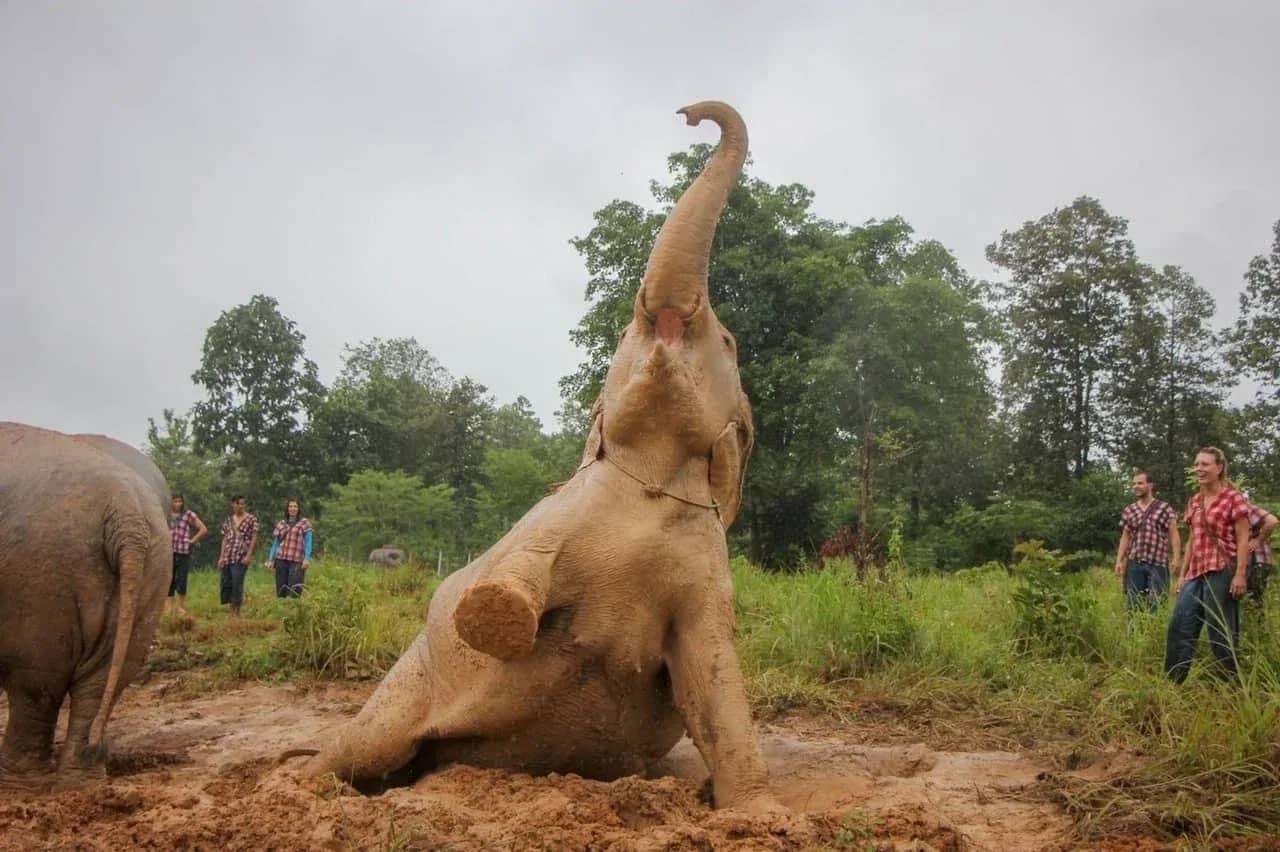 A muddy elephant sits up with its trunk raised while guests in checked shirts watch from the grass