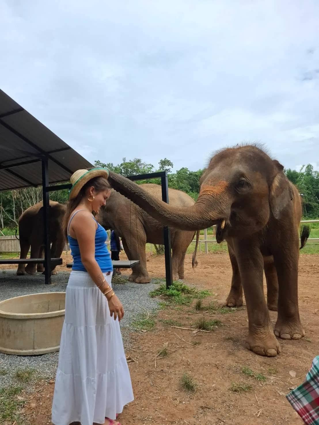 An elephant reaches its trunk toward a visitor in a straw hat at an elephant farm