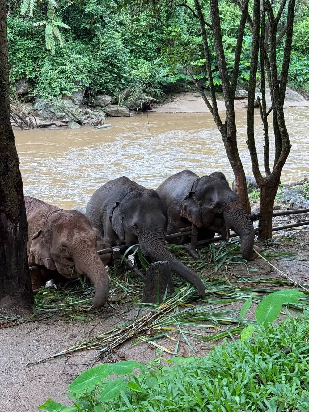 Three elephants eat green stalks among trees on a muddy riverbank in the jungle.