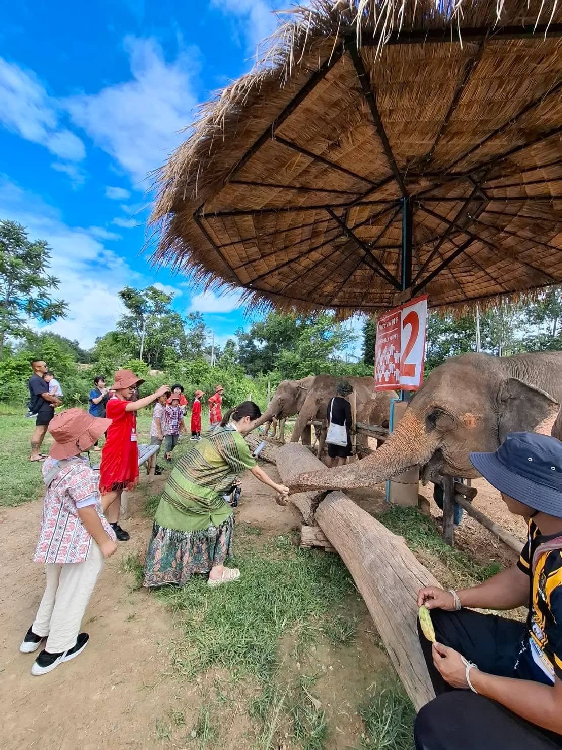 Visitors hand bananas to elephants reaching across a log rail under a thatched umbrella