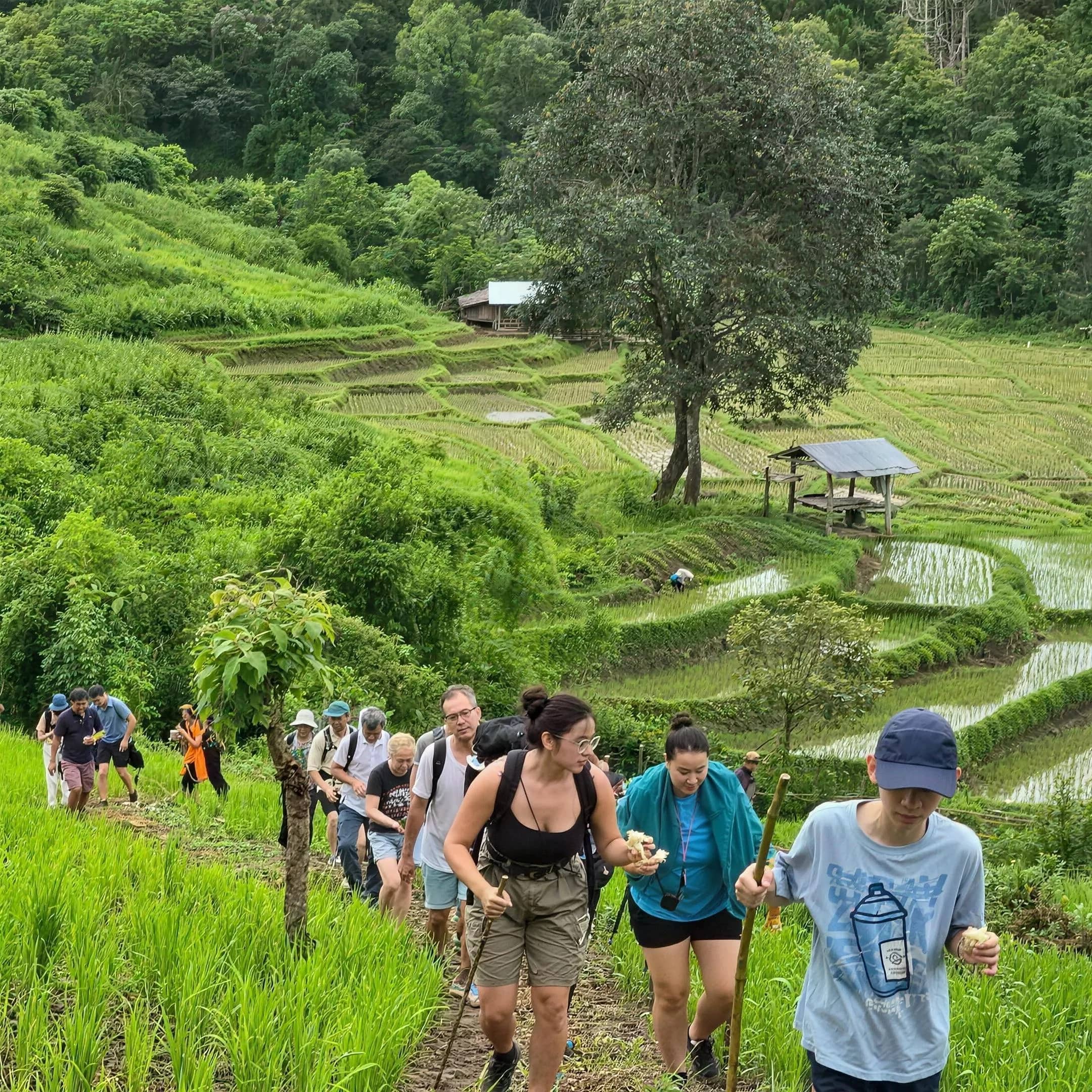 A line of trekkers climbs a path past green rice terraces in the Doi Inthanon hills