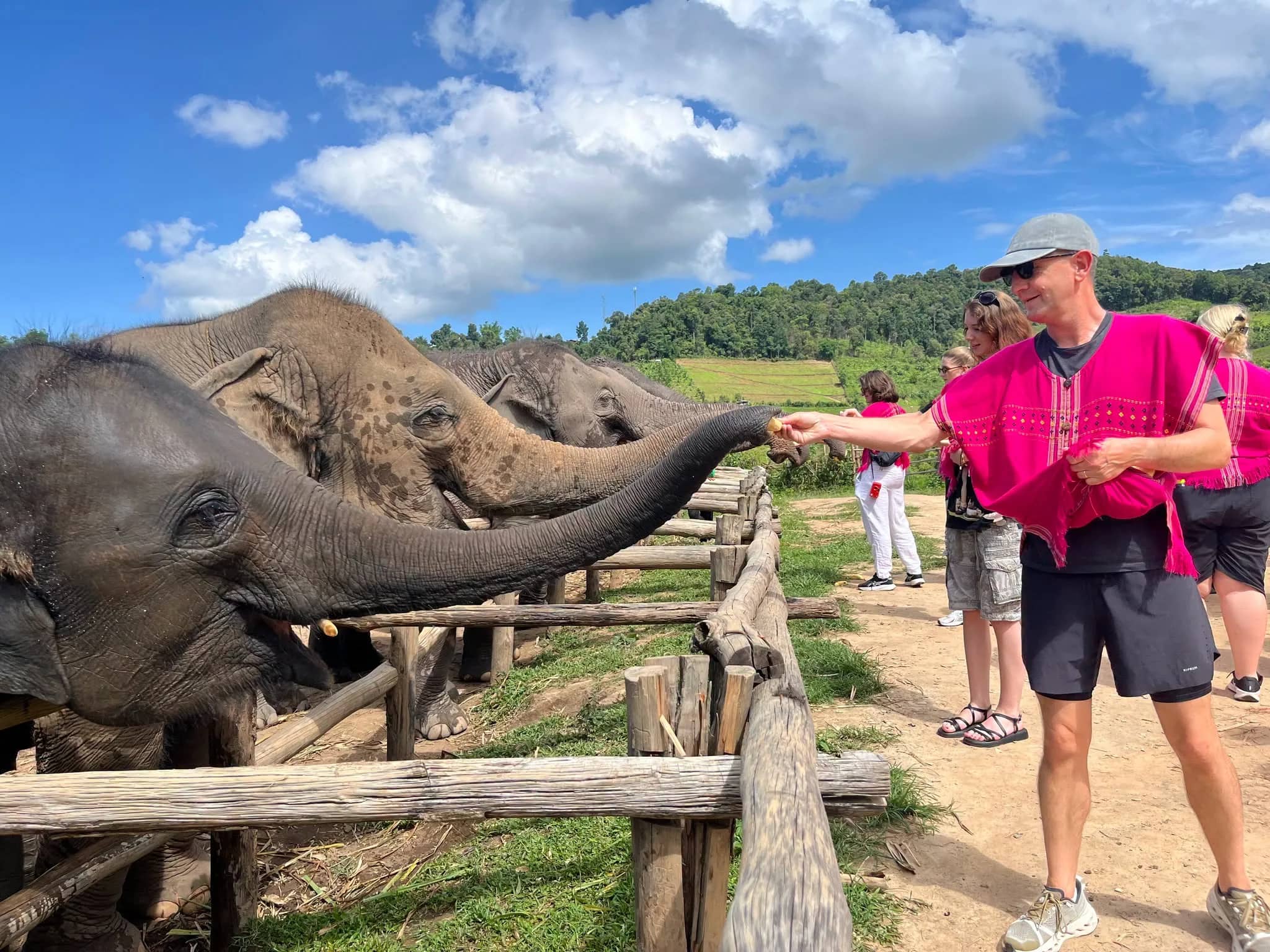 A visitor in a pink top hands food to an elephant reaching over a wooden fence