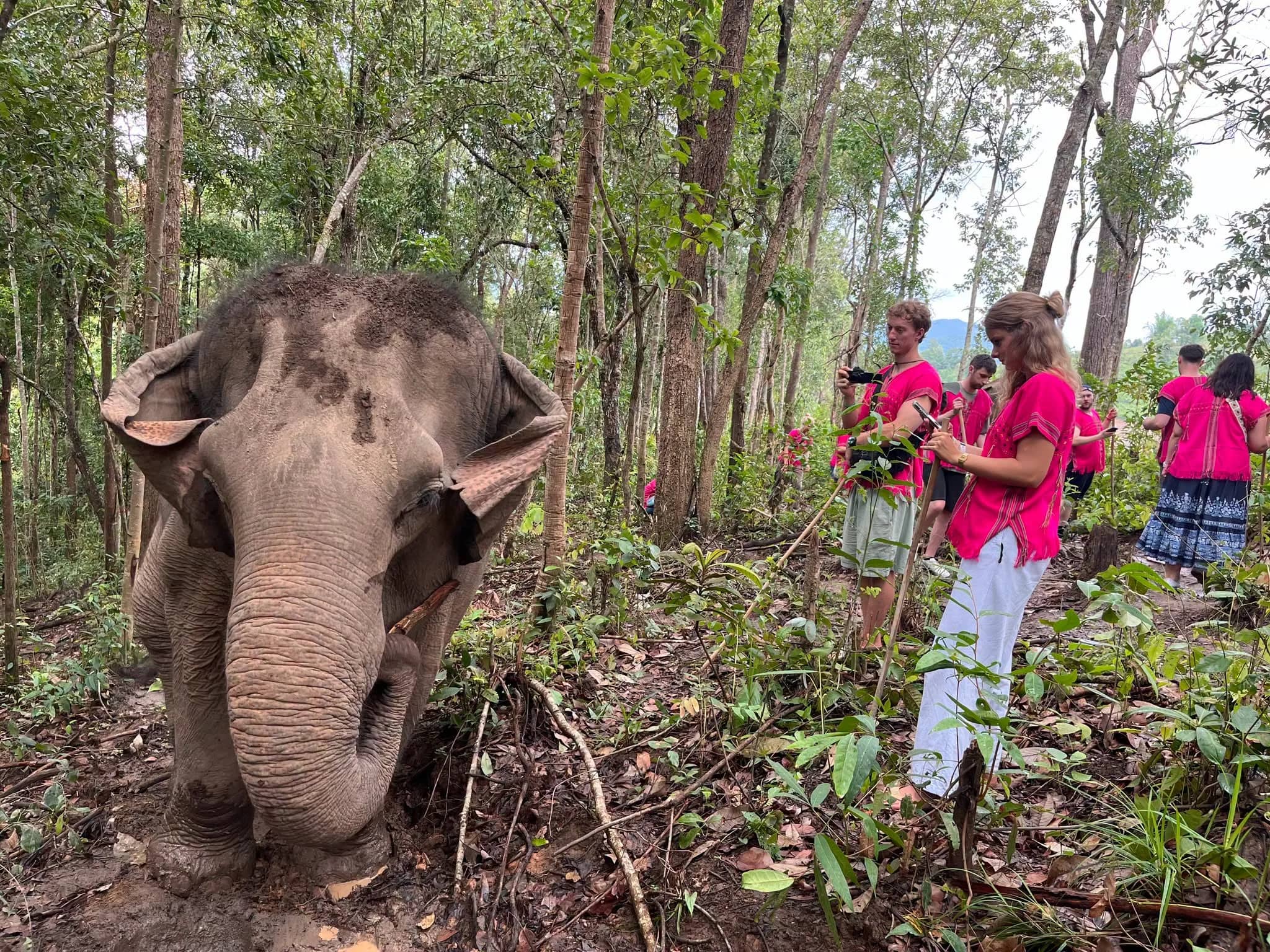 An elephant with a dusty head stands among trees while visitors in pink shirts hold leafy branches