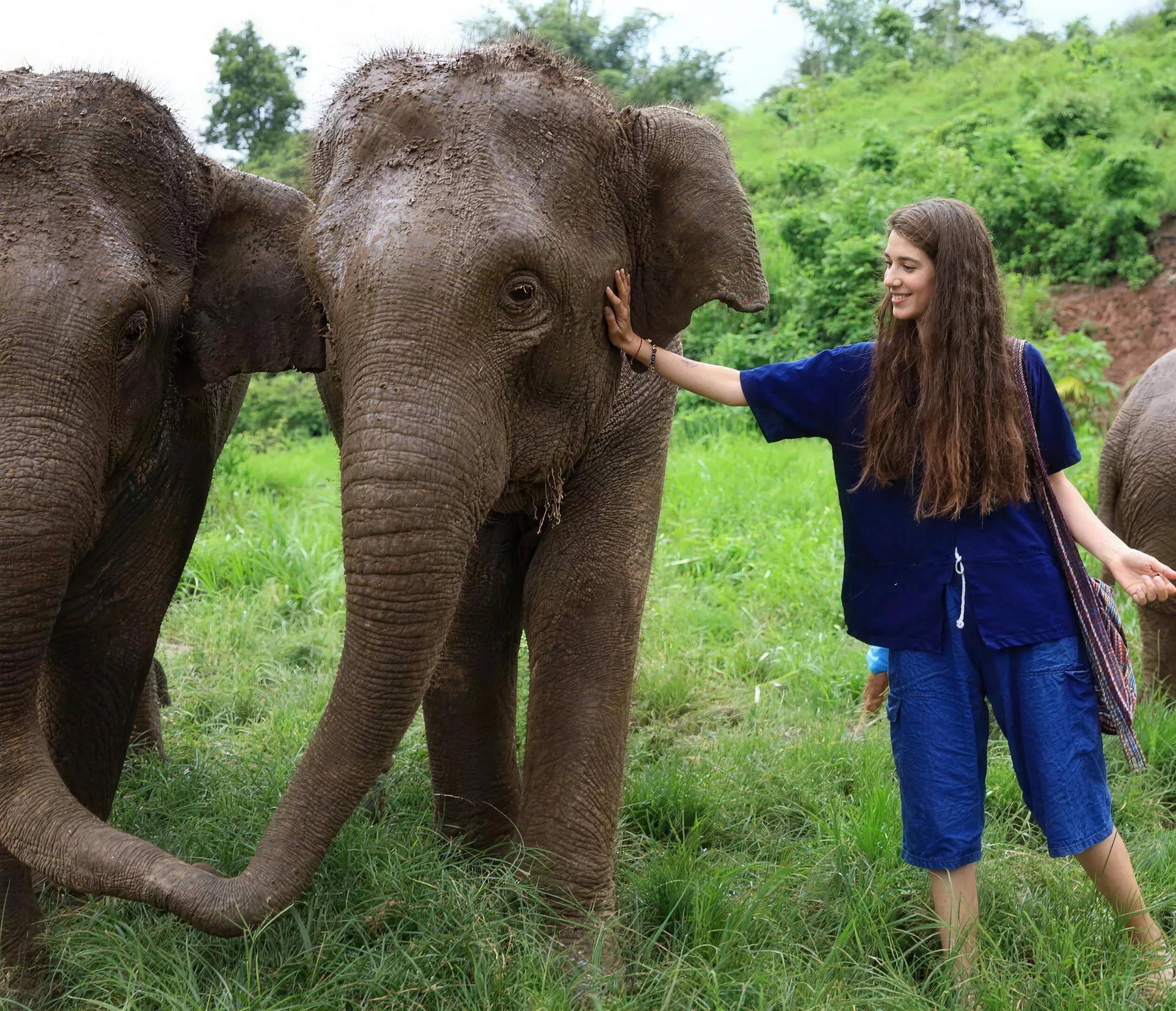A visitor in a blue outfit gently touches an elephant standing in tall green grass.