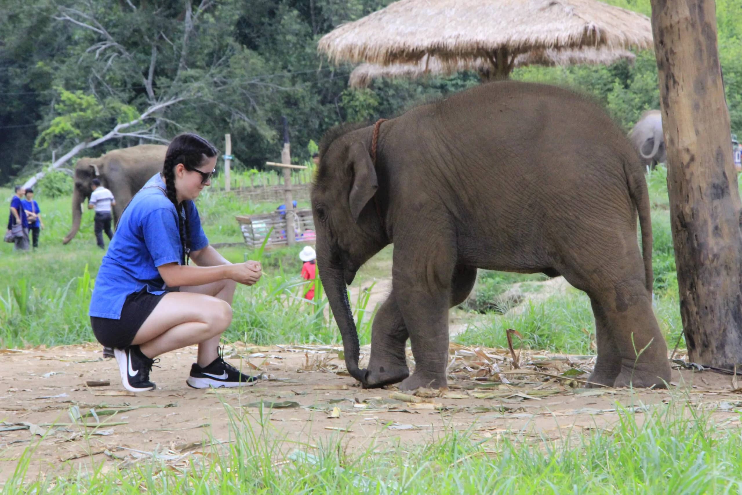 A visitor crouches to greet a baby elephant beside a thatched shade at the sanctuary.