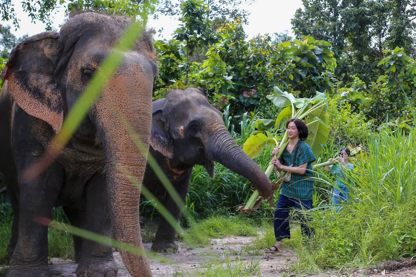A visitor carries a banana plant toward two elephants on a grassy trail