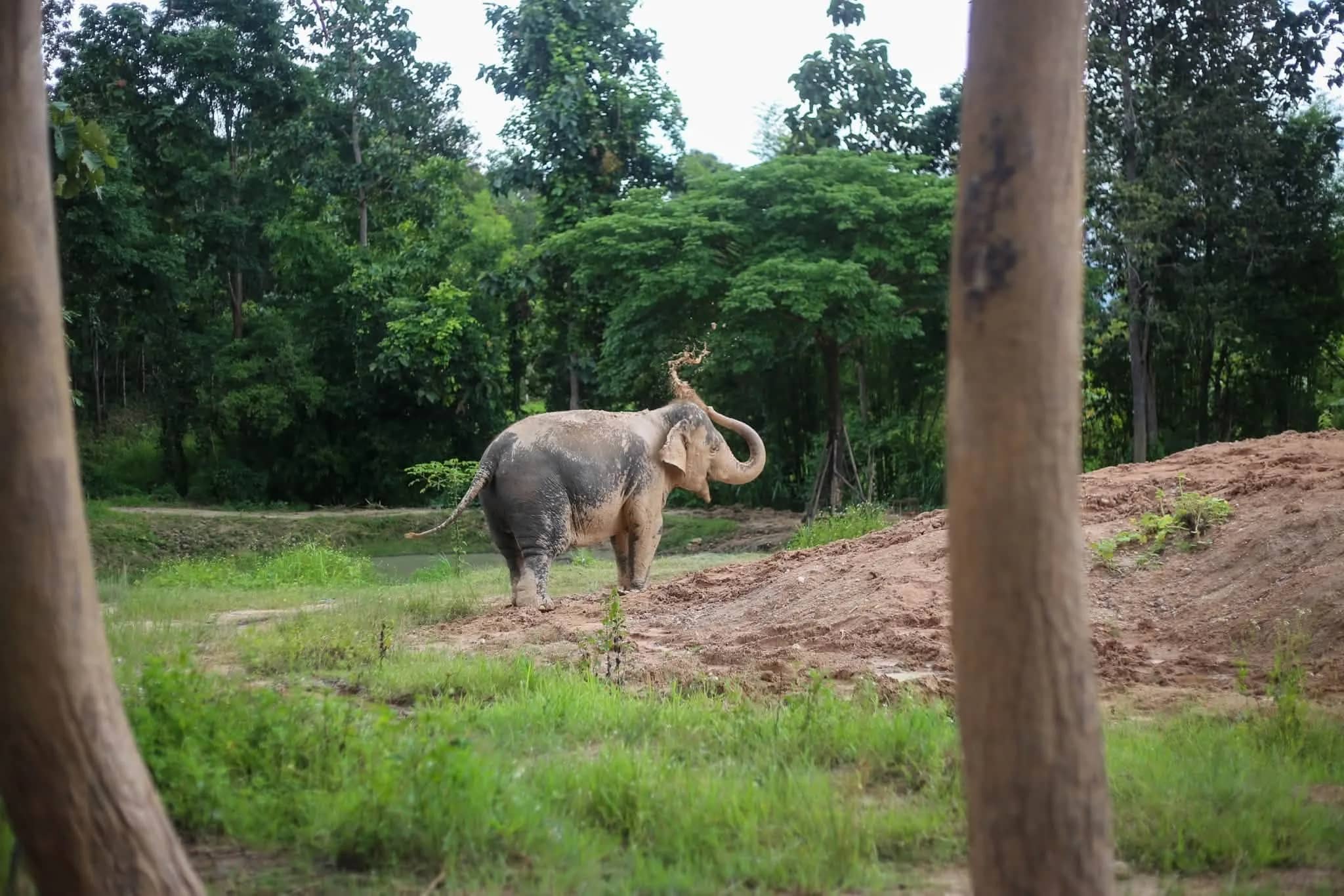 An elephant throws dust over its back on a red earth hill surrounded by forest