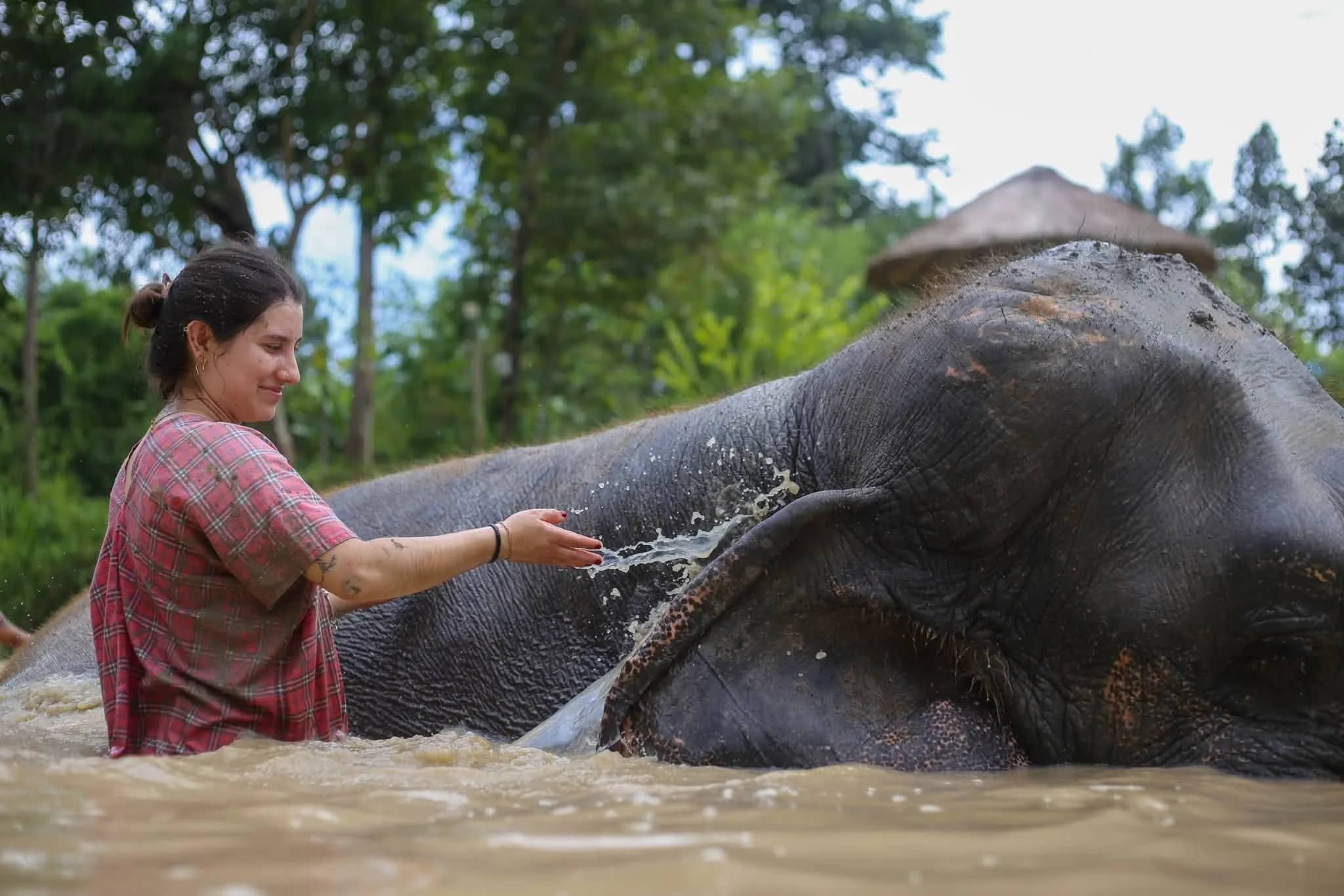 A woman splashes water over an elephant lying in a muddy pond