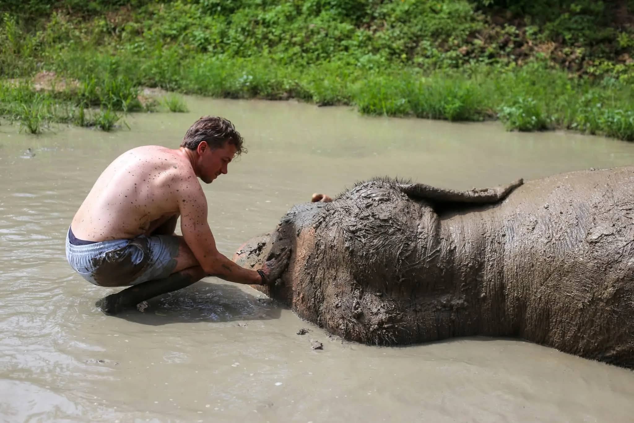 A man kneels in a mud pool rubbing mud onto an elephant lying beside him