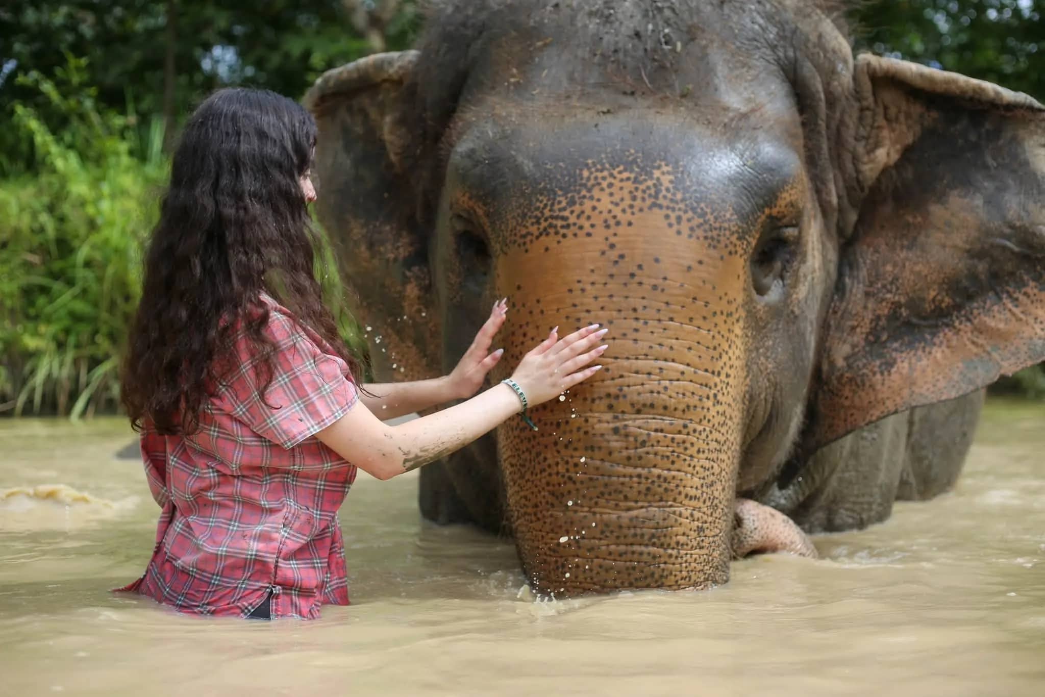 A visitor in a red checked shirt touches an elephant's face while standing in a muddy river