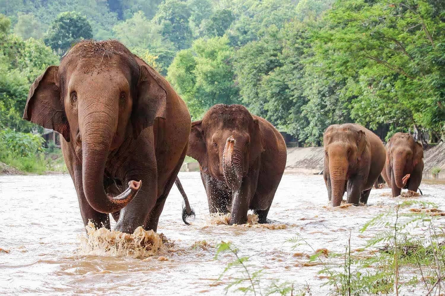 A line of elephants walks through a shallow brown river at Elephant Nature Park near Chiang Mai