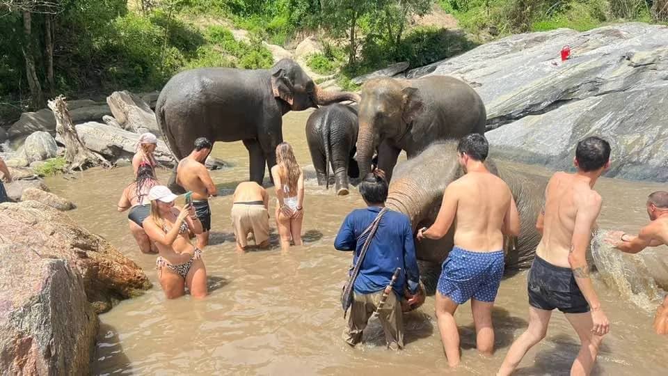 Guests in swimwear splash water on elephants in a muddy river at Elephant Nature Park