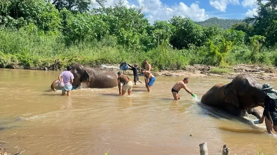 Visitors and guides wash elephants in a calm brown river below green hills near Chiang Mai