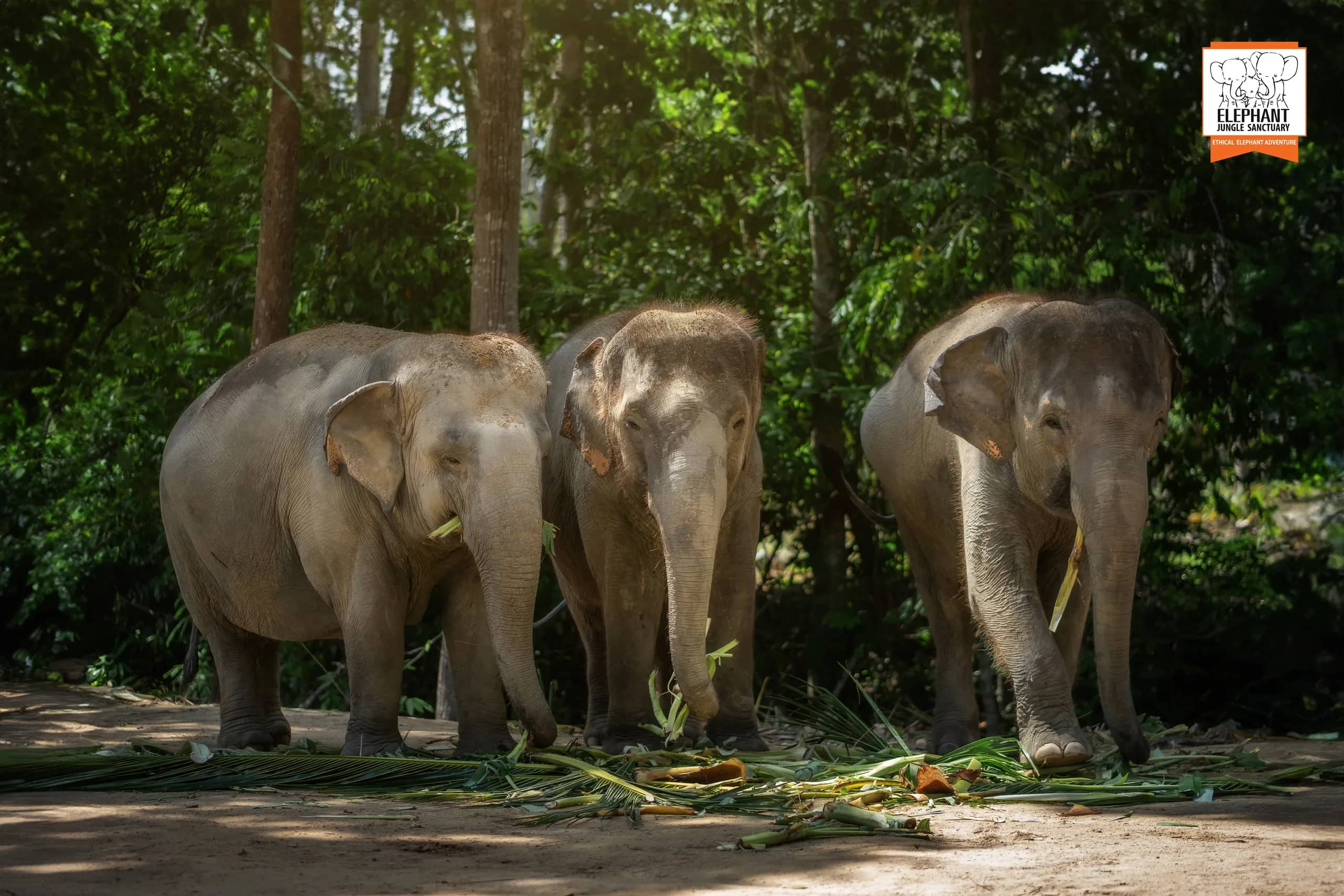 Half Day Care at Elephant Jungle Sanctuary Samui (photo 2)