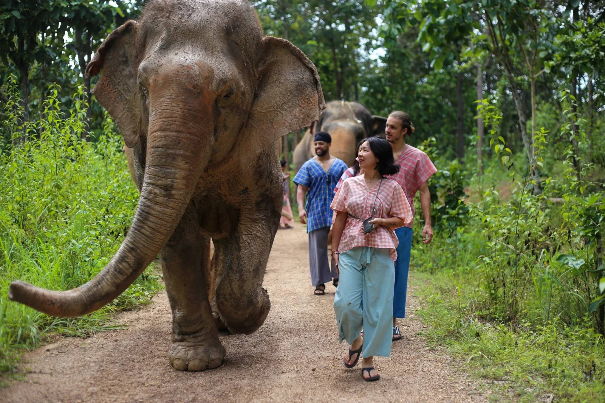 Visitors in colourful shirts walk along a forest path with an elephant striding ahead
