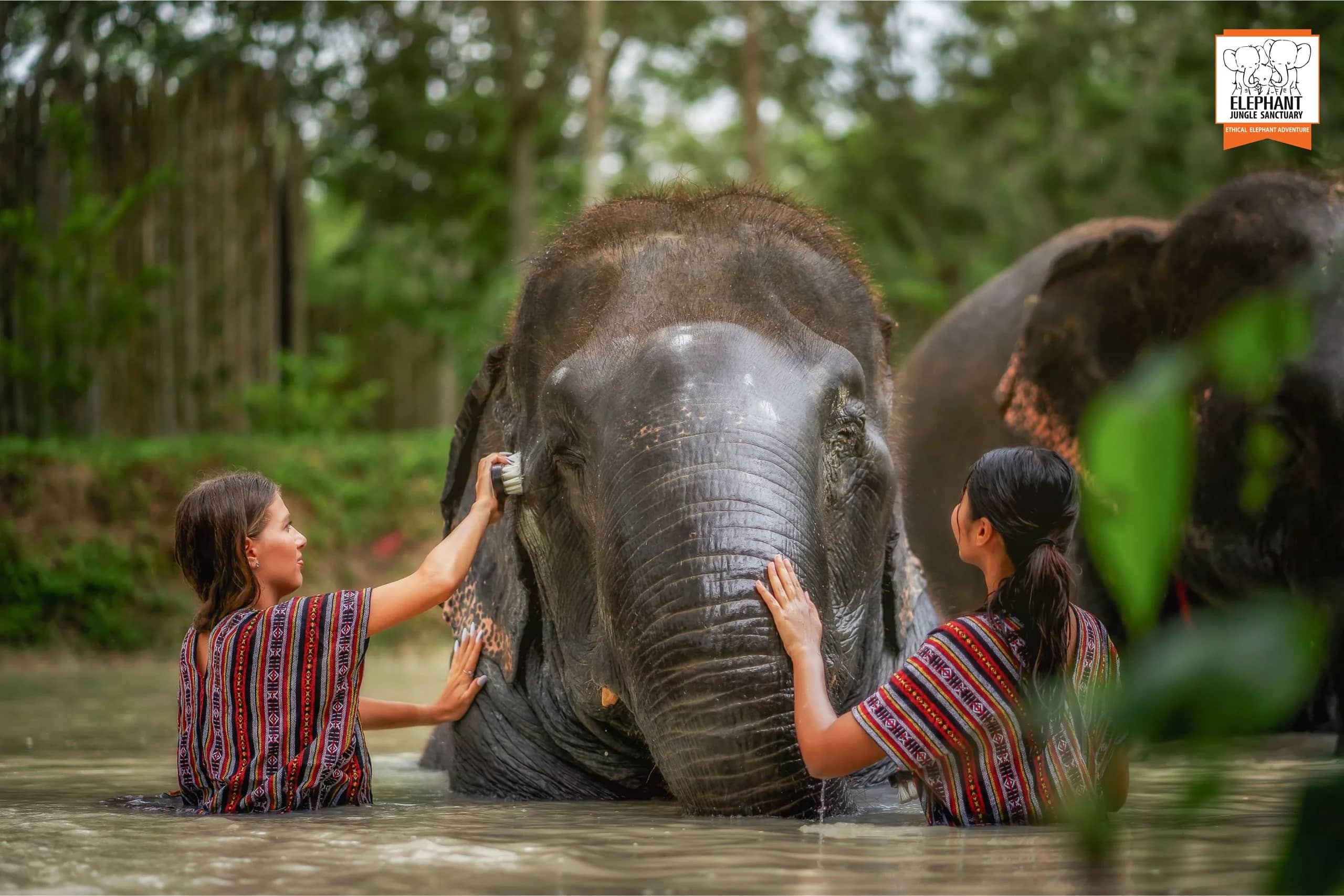 Half Day at Elephant Jungle Sanctuary Phuket (photo 4)