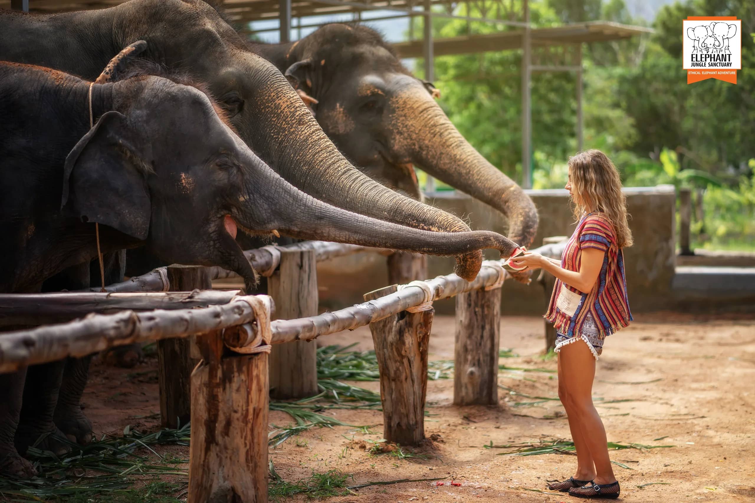 Half Day at Elephant Jungle Sanctuary Phuket (photo 7)