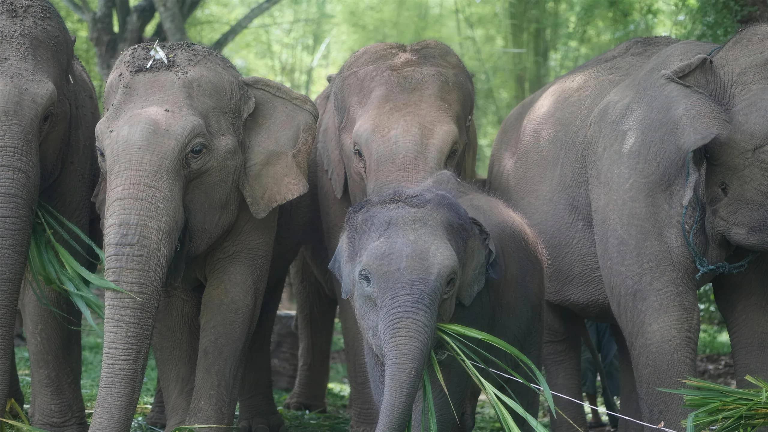 A group of elephants with a baby elephant eats grass among bamboo at the sanctuary