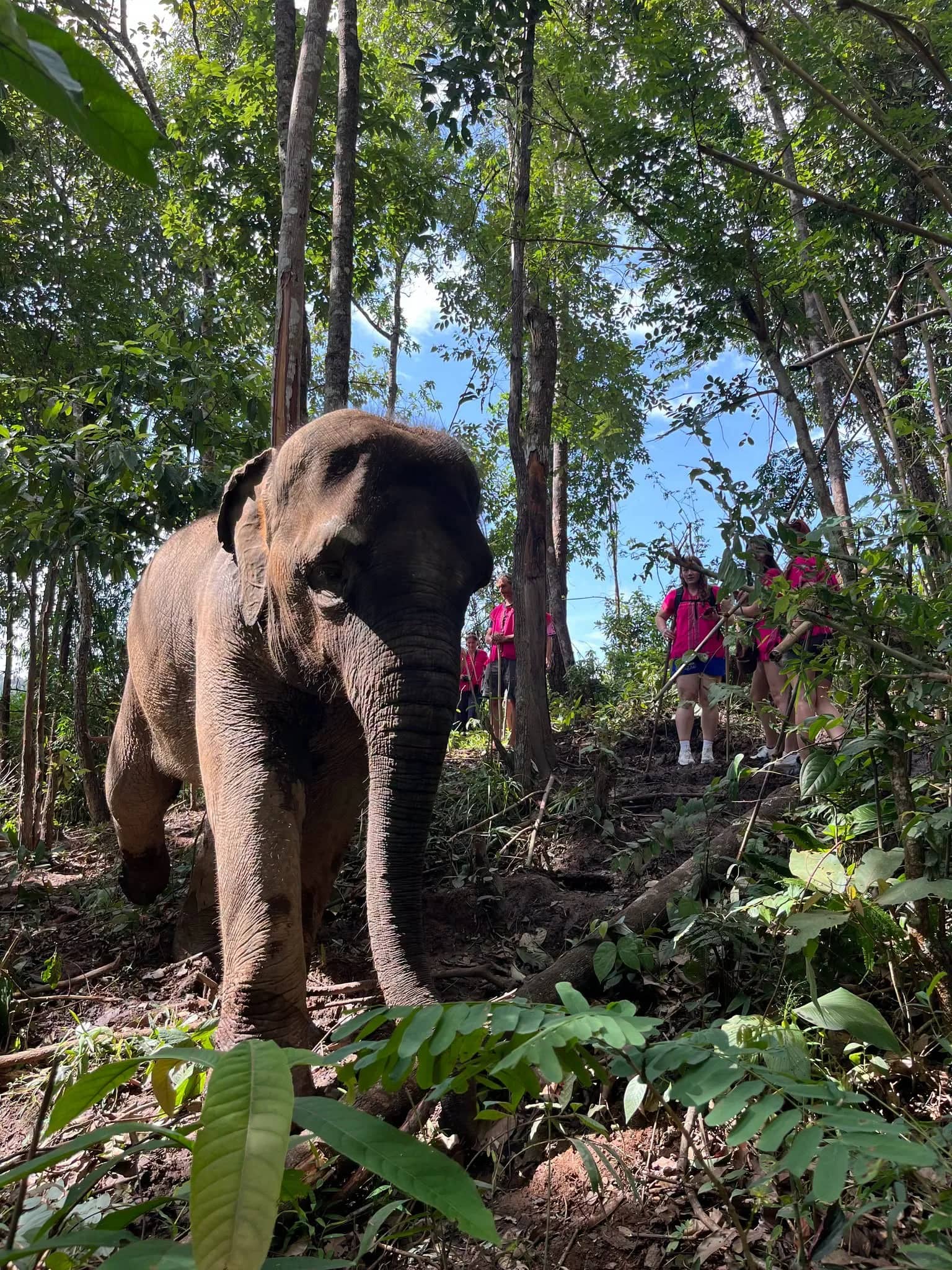 An elephant walks through tall forest with visitors in pink shirts following behind