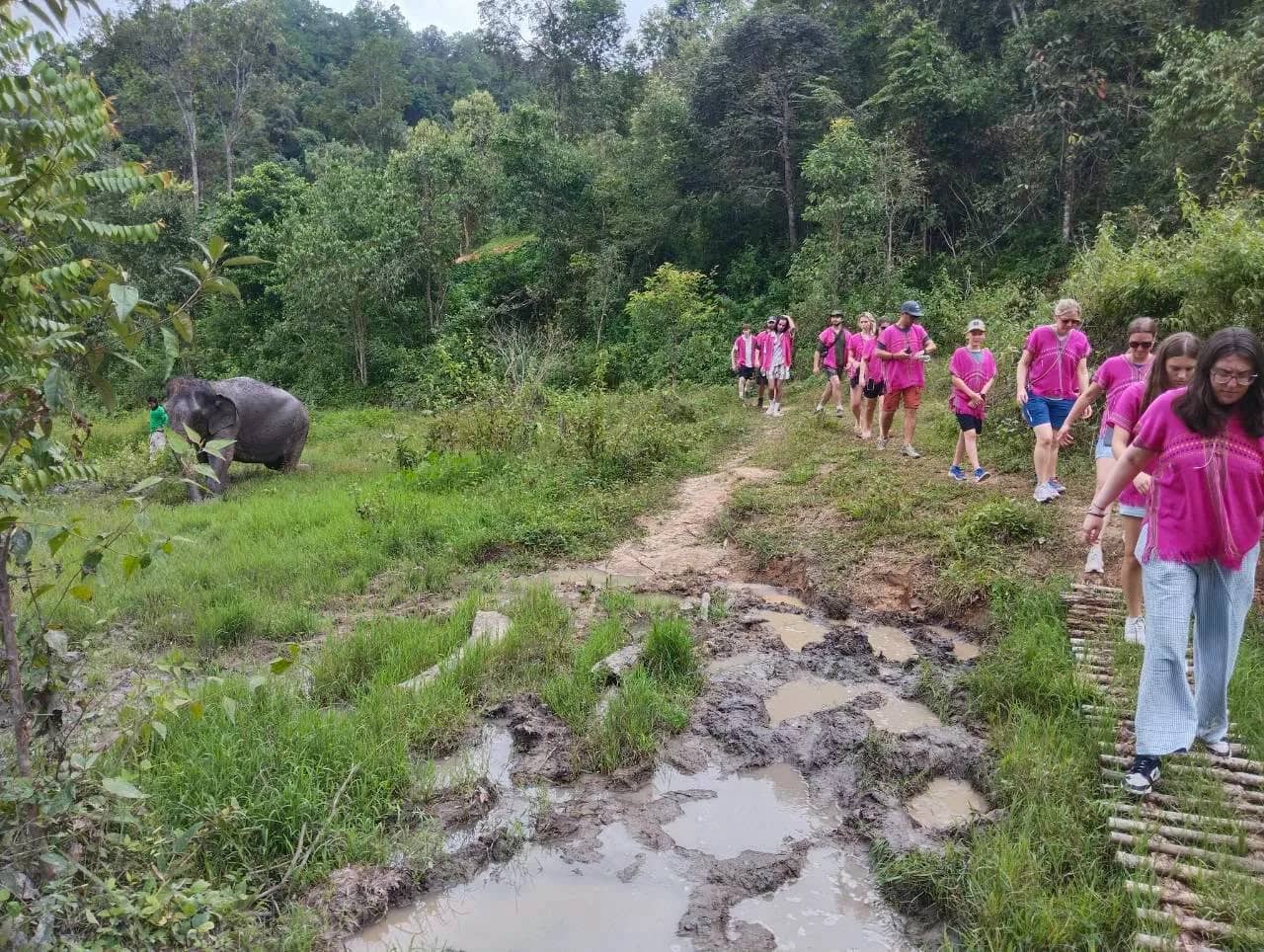 Visitors in pink shirts walk a muddy trail while an elephant grazes in the grass nearby