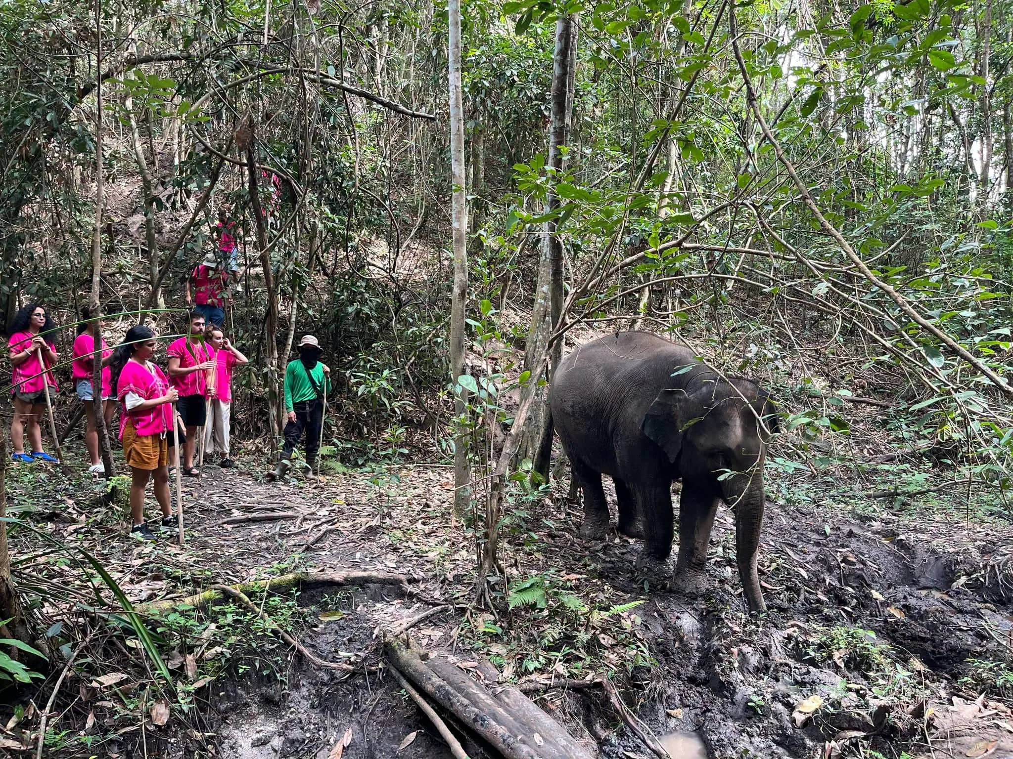 Visitors in pink shirts stand at a distance watching an elephant walk through the forest