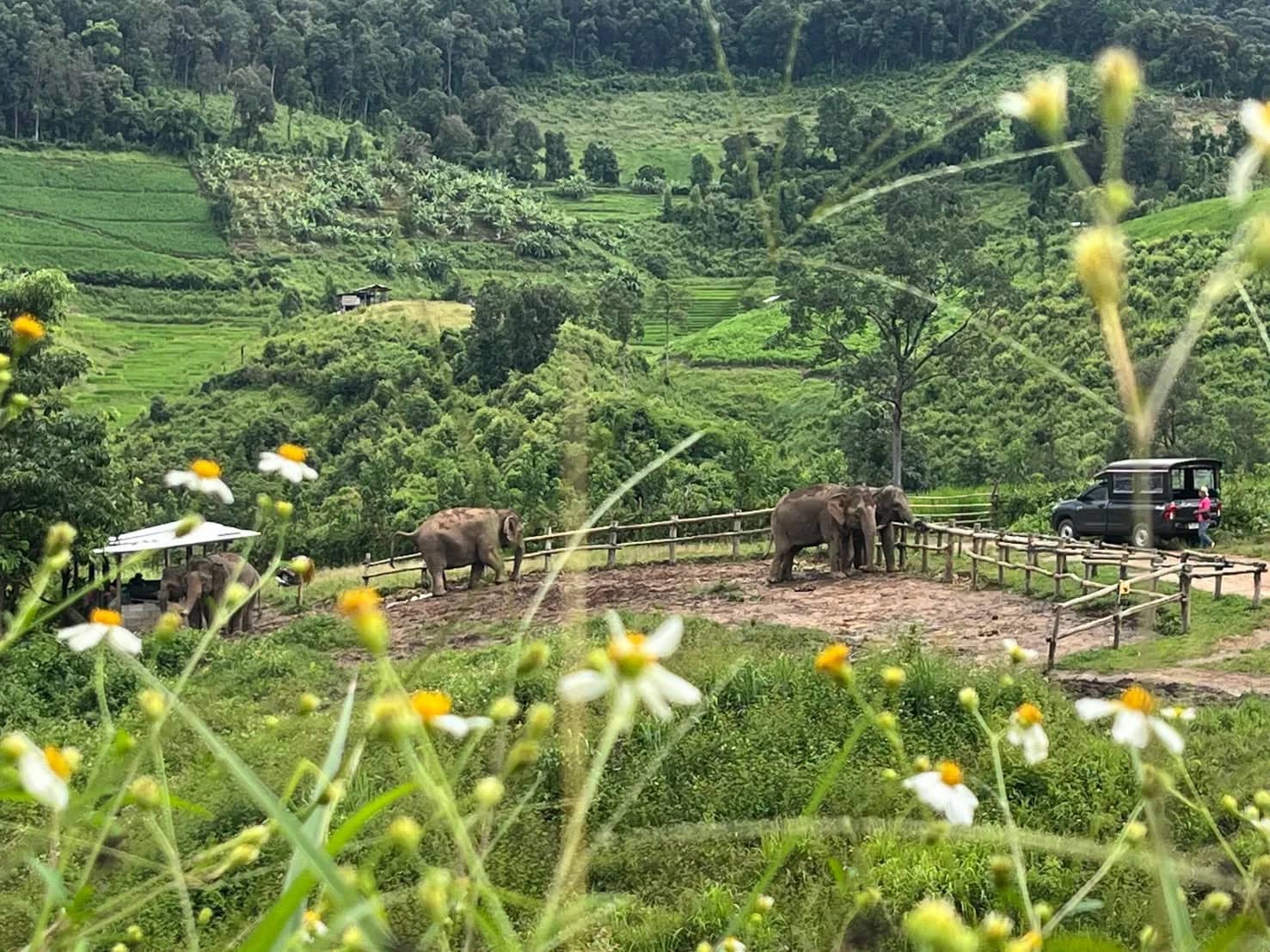 Elephants stand in a fenced enclosure on a green hillside framed by small white wildflowers