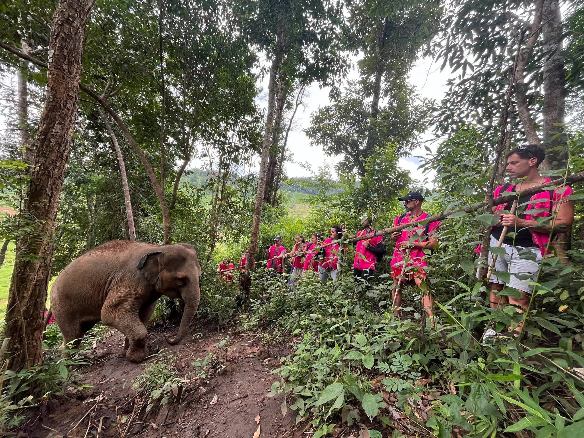 A line of visitors in pink shirts follows a young elephant along a forest slope