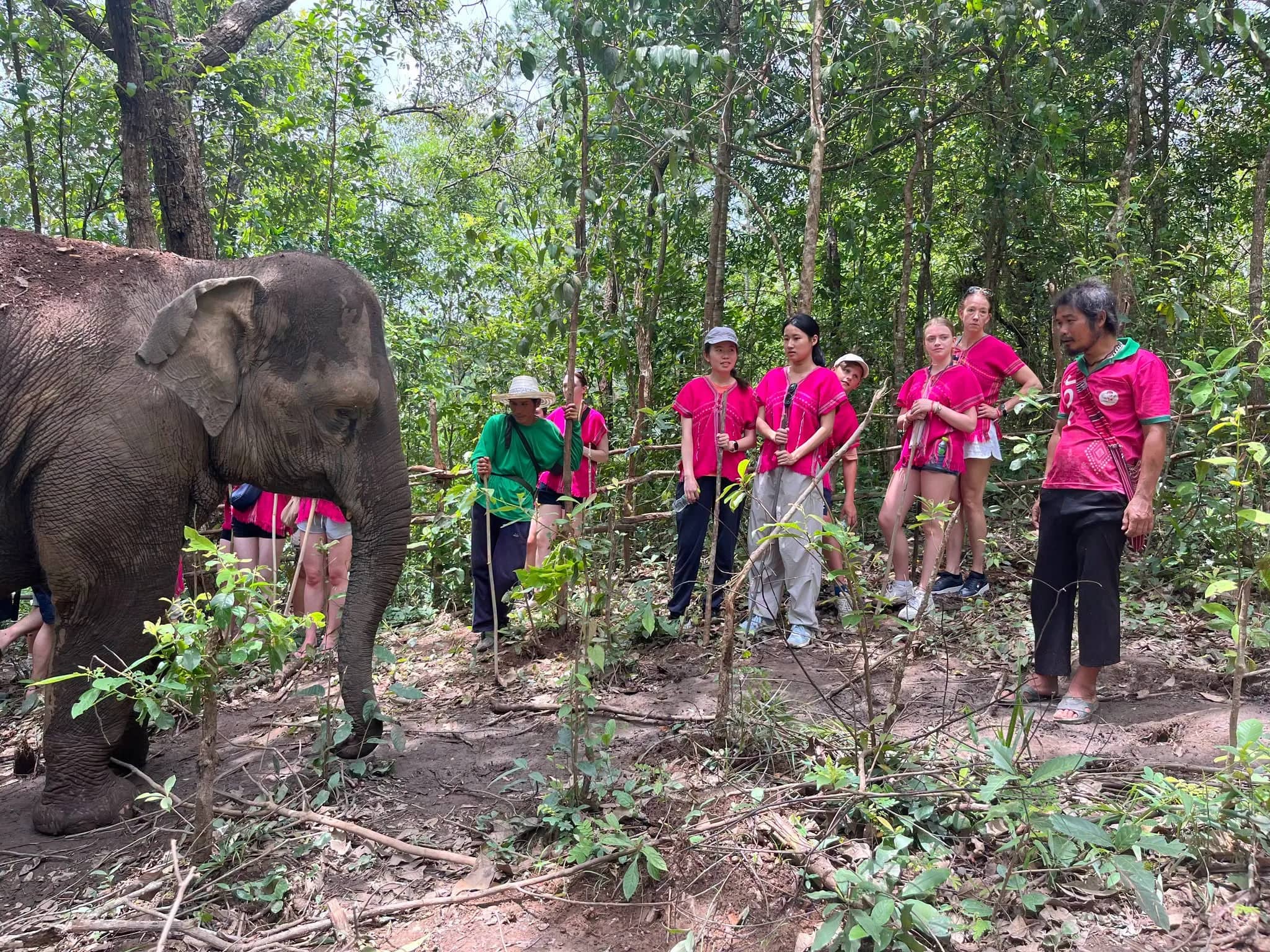A group in pink shirts stands with a guide while an elephant feeds among the trees