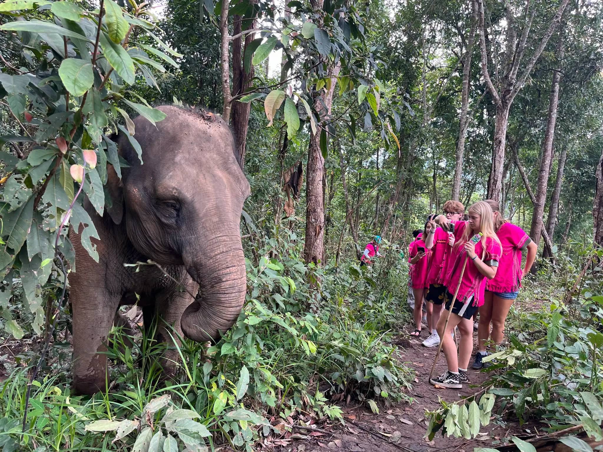 An elephant eats leafy branches in the forest as visitors in pink shirts watch from the trail