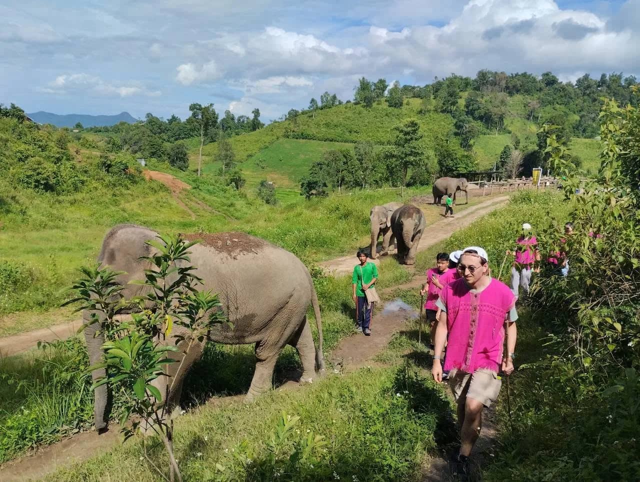 Visitors in pink shirts walk a grassy hillside trail as elephants graze along the path
