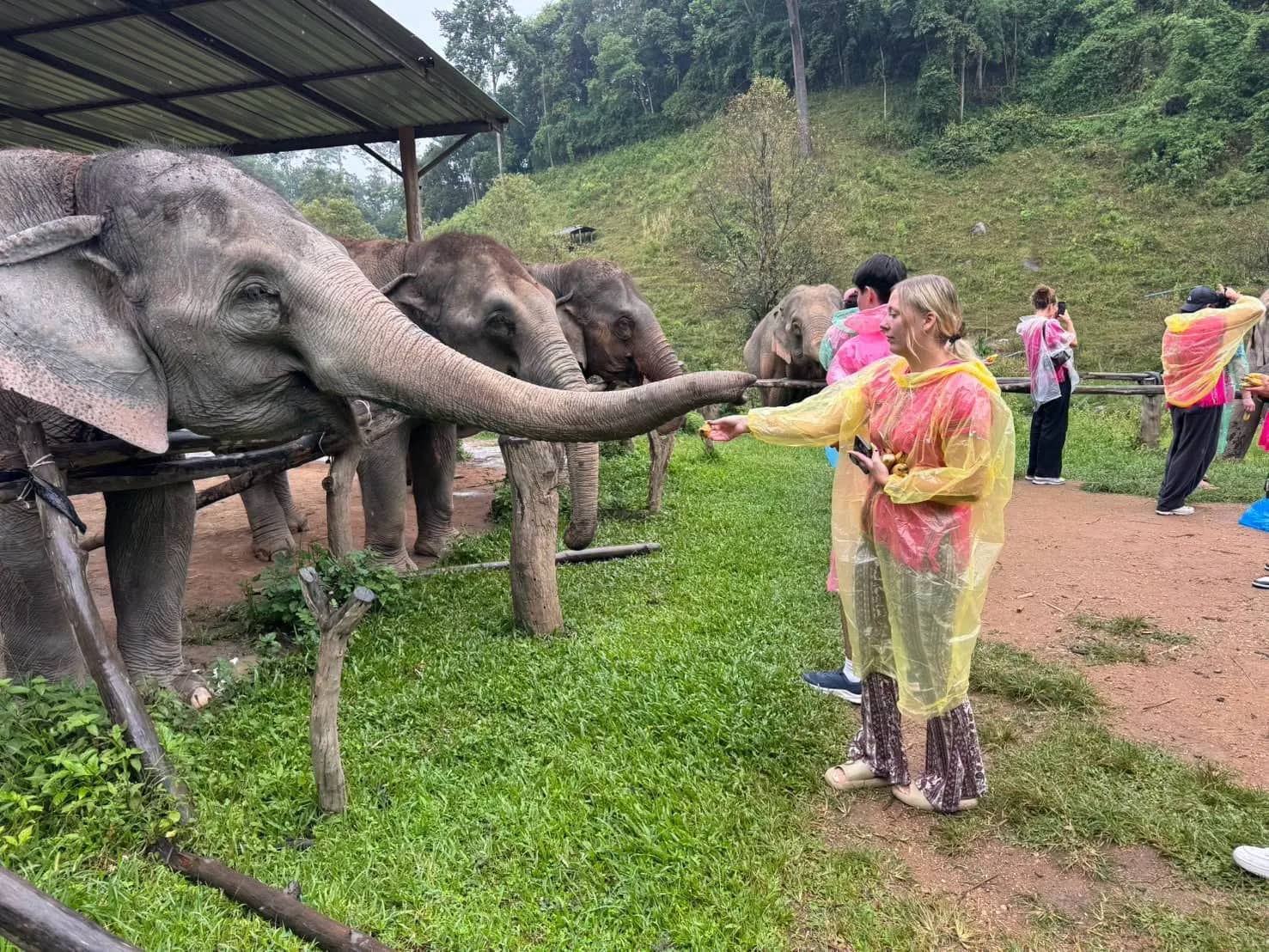A visitor in a rain poncho holds out food to an elephant reaching across a wooden rail