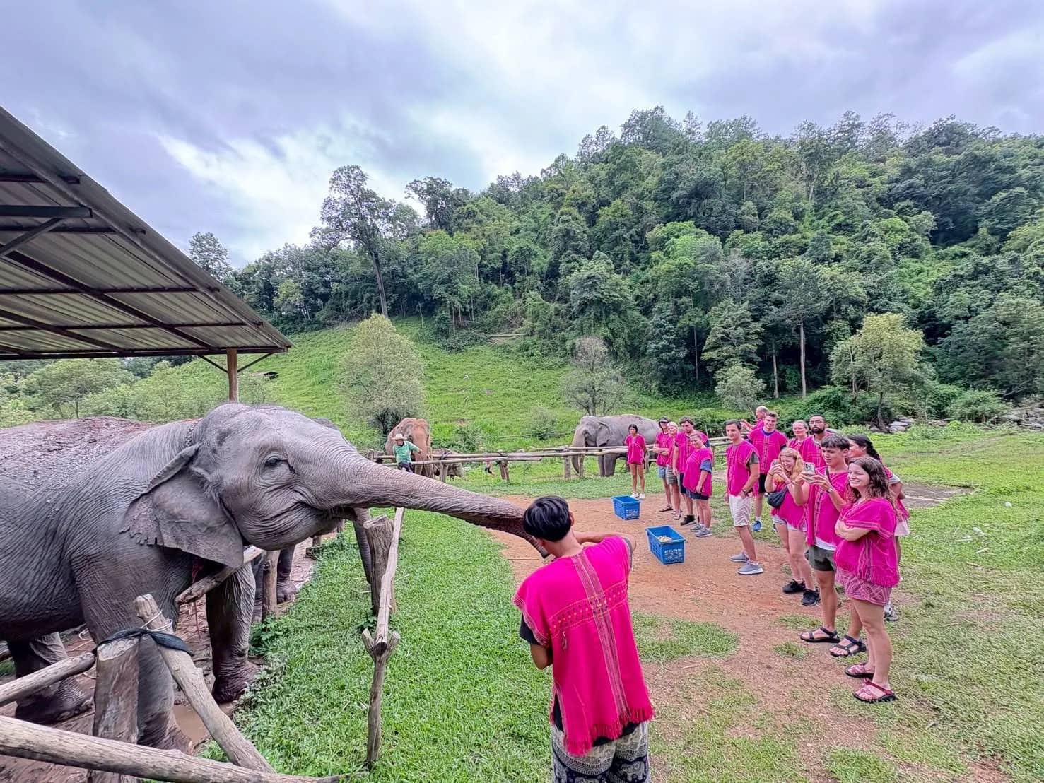A guide in pink offers food to an elephant at a wooden fence while visitors in pink shirts watch