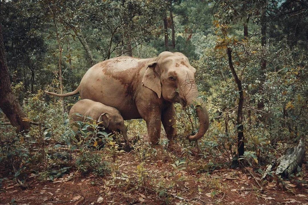 An adult elephant and her calf walk through dry forest undergrowth