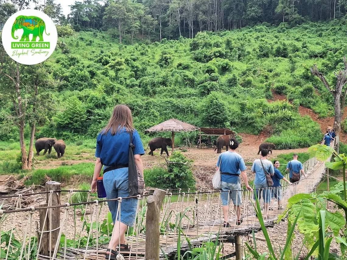 Visitors in blue shirts cross a bamboo bridge toward elephants grazing in a green valley