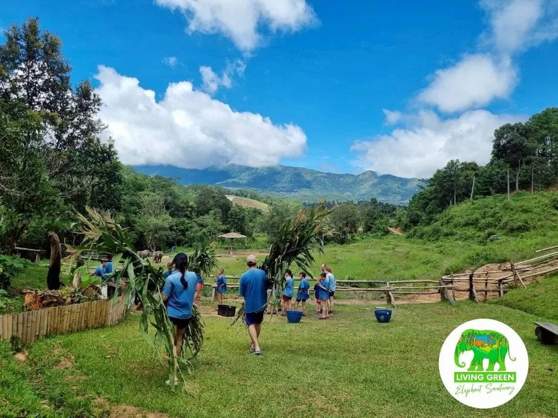 Visitors in blue shirts carry sugarcane across a sunny meadow at Living Green Elephant Sanctuary