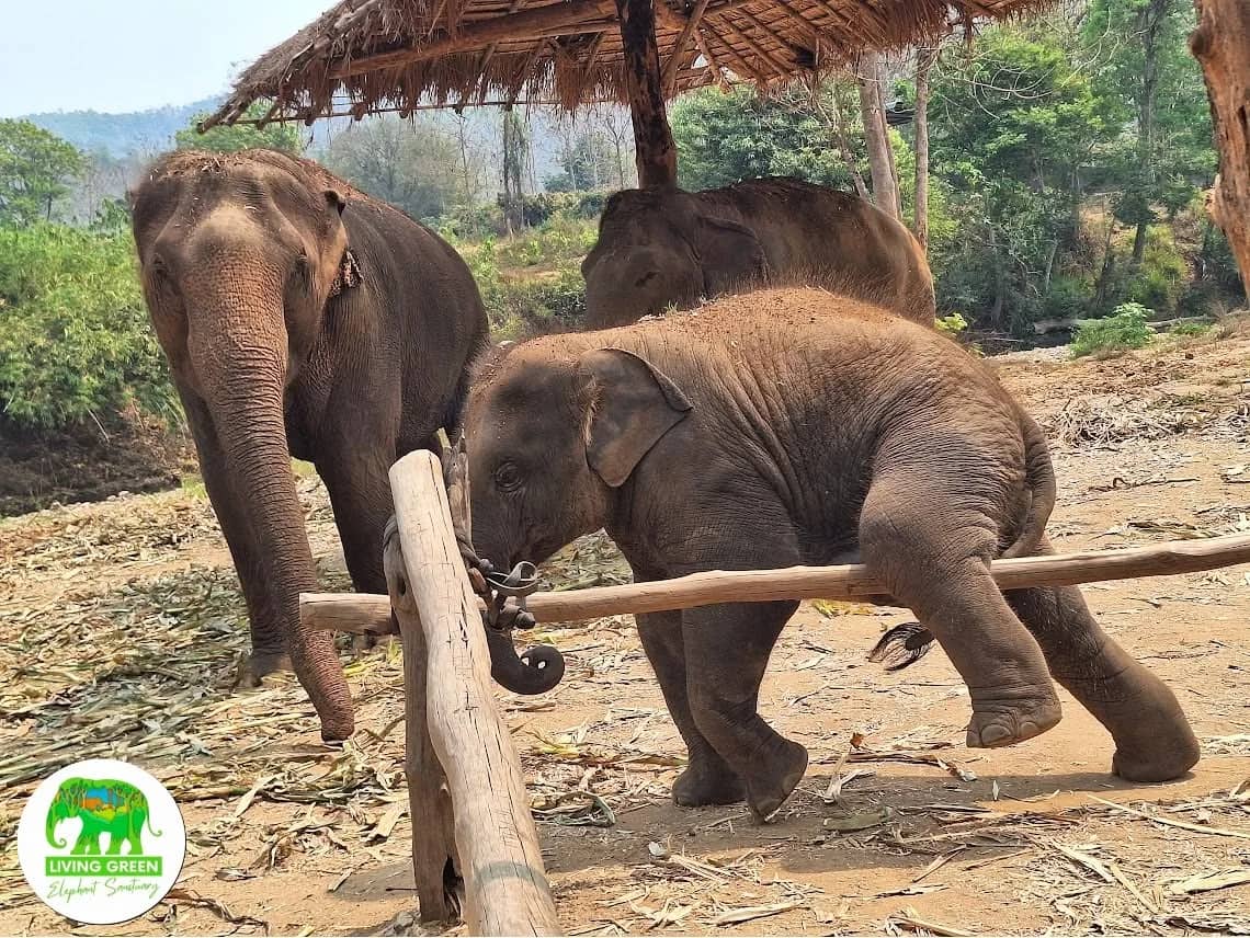 A baby elephant steps over a wooden rail beside its mother under a thatched shelter