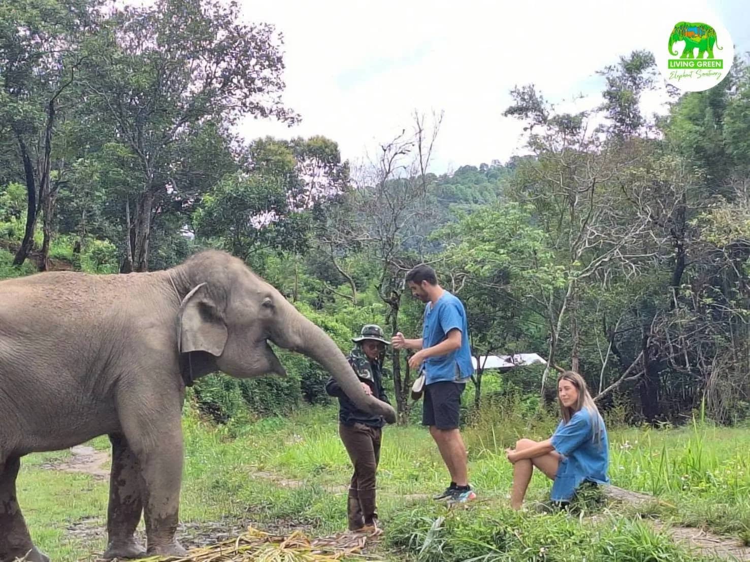 An elephant reaches its trunk toward a guide and two visitors in blue shirts on the grass