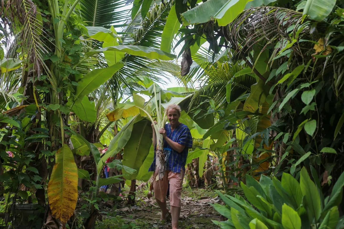 A visitor in a blue top carries cut banana stalks through dense tropical plants.