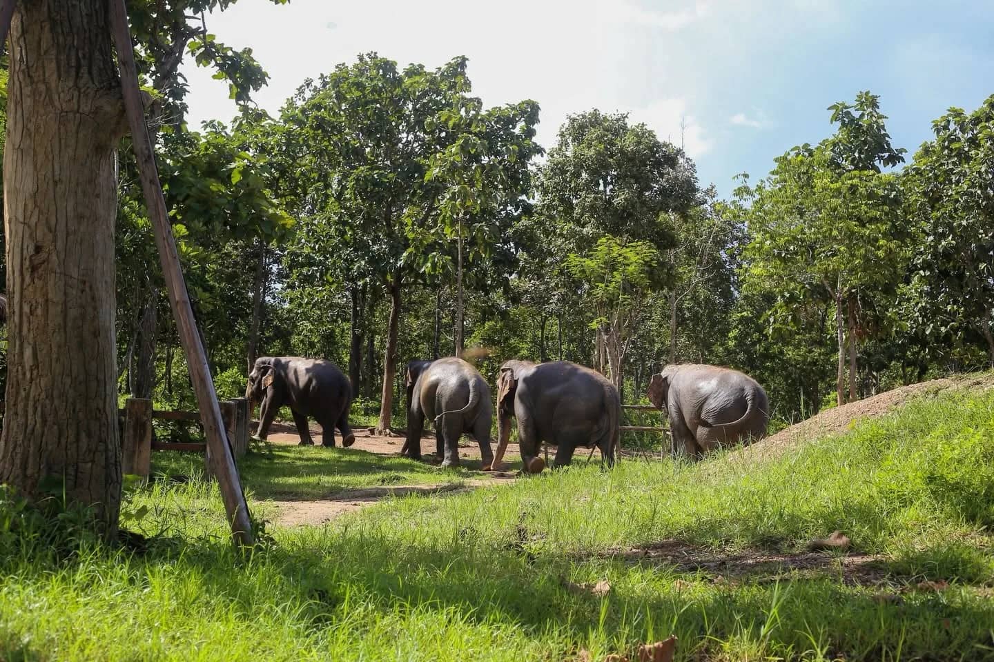 Four elephants walk along a grassy forest track beneath tall trees at the Mae Rim sanctuary.