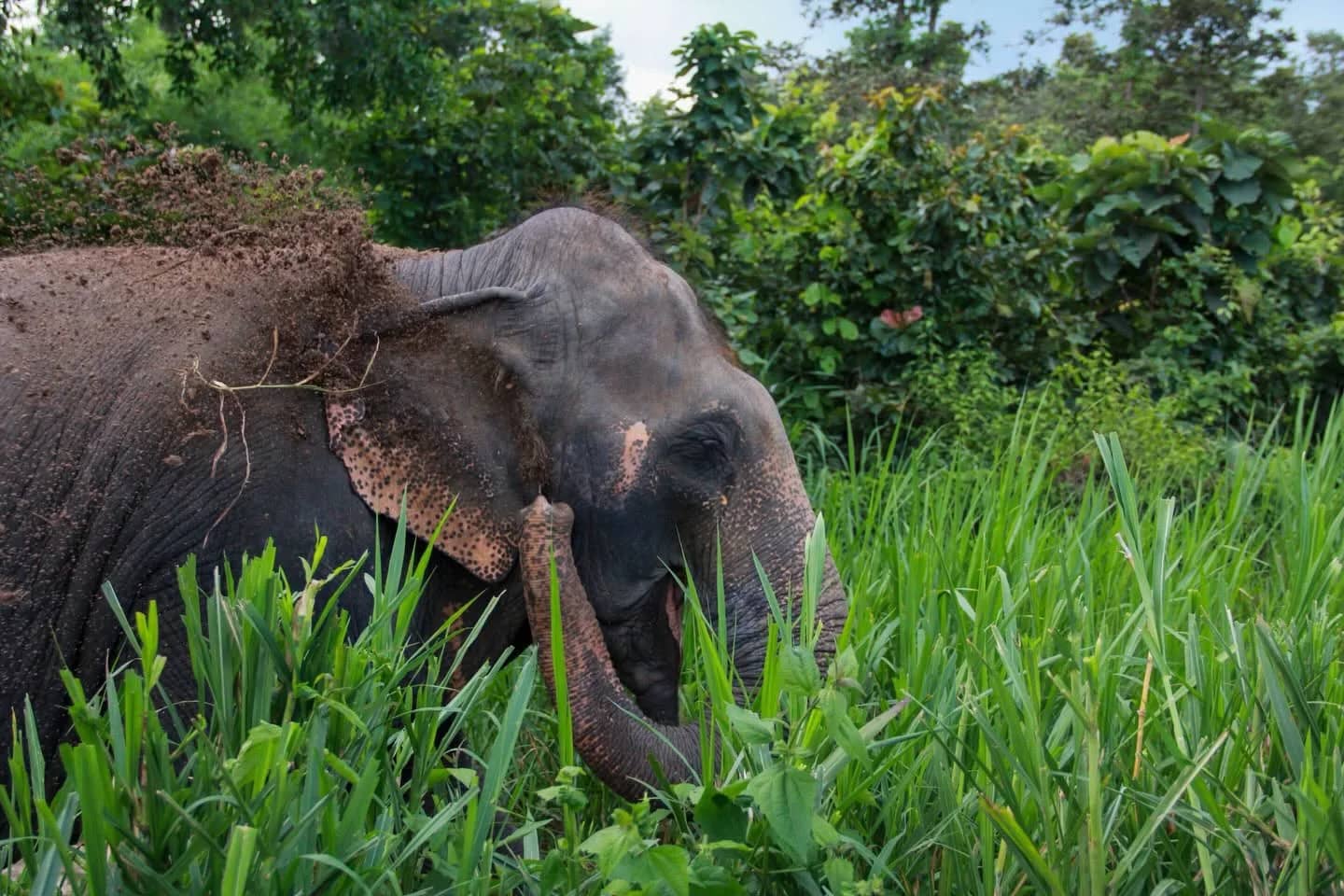 An elephant with dirt on its back eats tall green grass at the edge of the jungle.