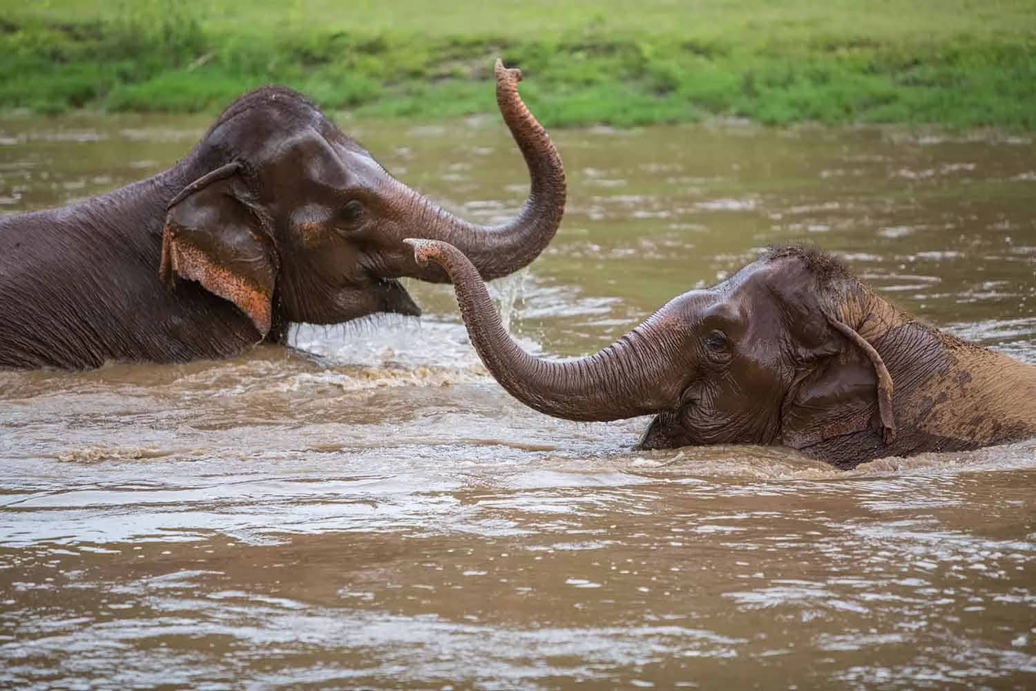 Two elephants raise their trunks while bathing and playing in a brown river at Elephant Nature Park.