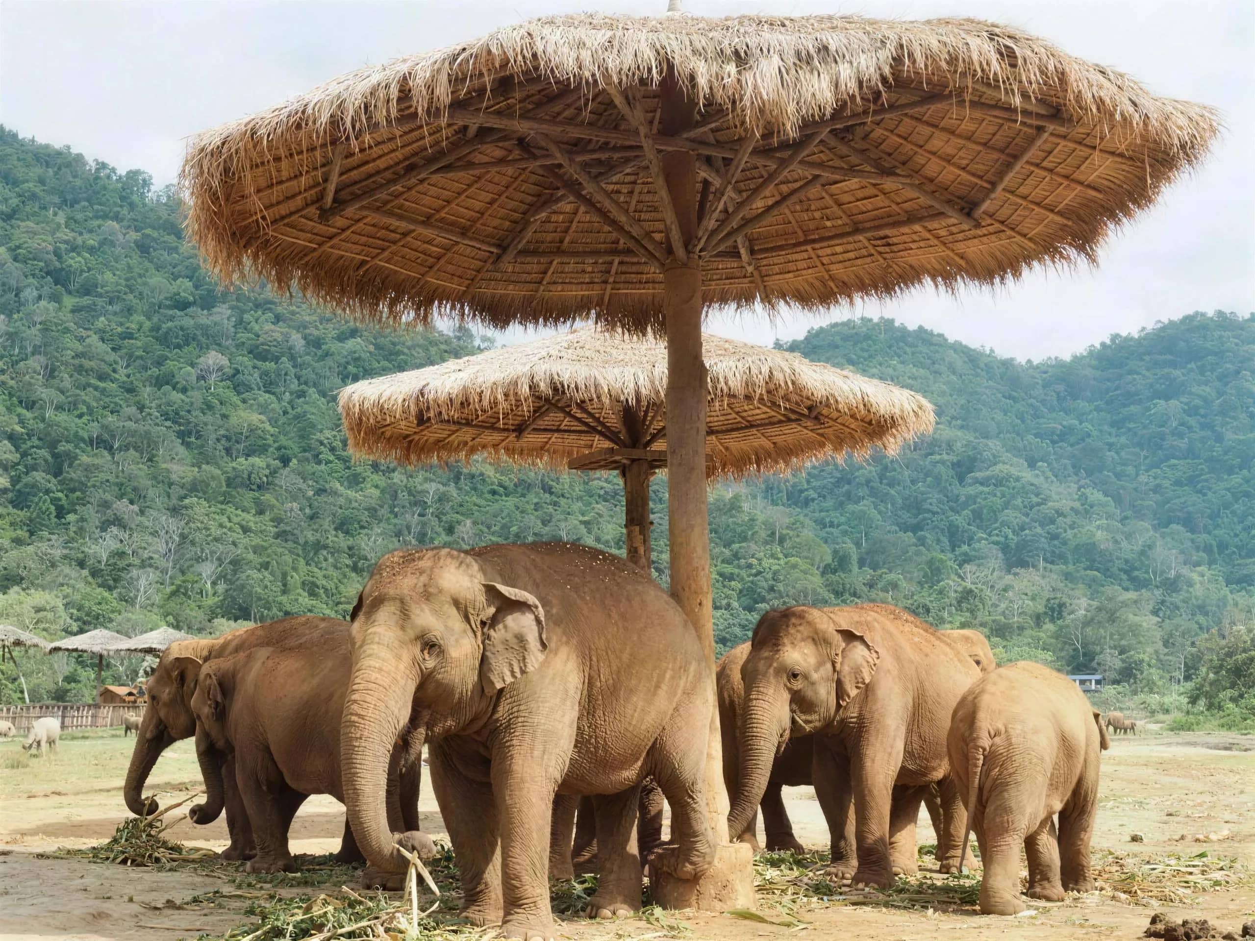 A herd of elephants rests in the shade of large thatched umbrellas in a valley below forested hills.