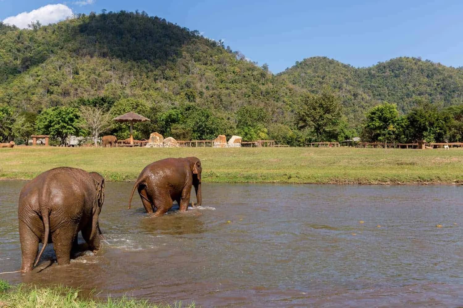 Two elephants wade through a river with green hills and the park grounds behind.
