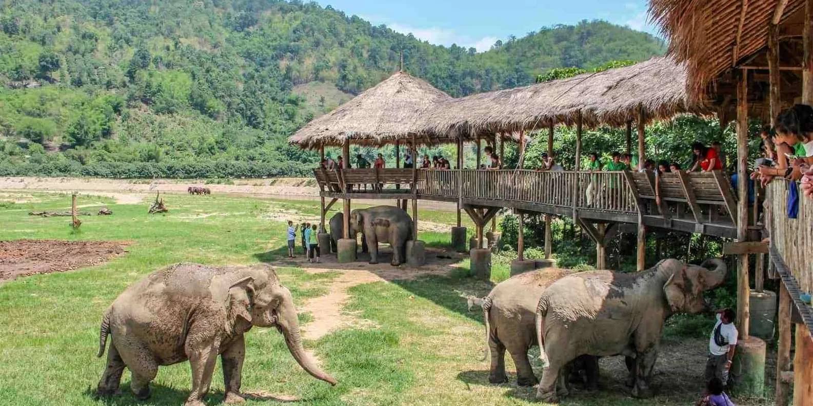 Elephants graze on the grass beside a raised wooden walkway where visitors watch from above.